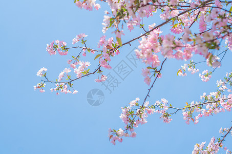 垂丝海棠海棠花开放高清图片