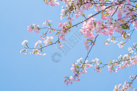 粉色海棠花垂丝海棠背景