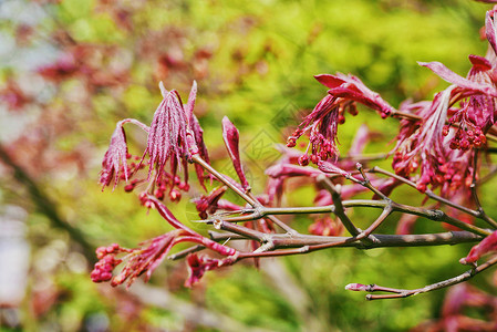 绯红色的鸡爪槭背景图图片