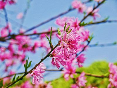 菊花桃枝蔓背景图高清图片