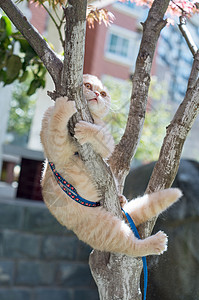 银白折耳猫咪爬树背景