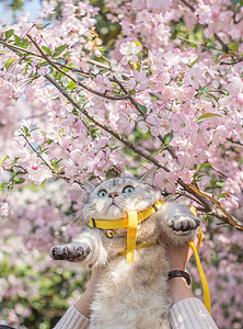 踏青猫咪宠物银粉色高清图片