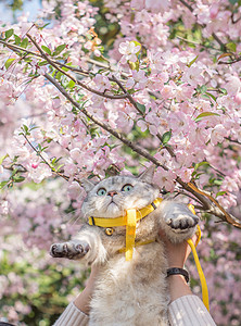 驚恐踏青猫咪背景