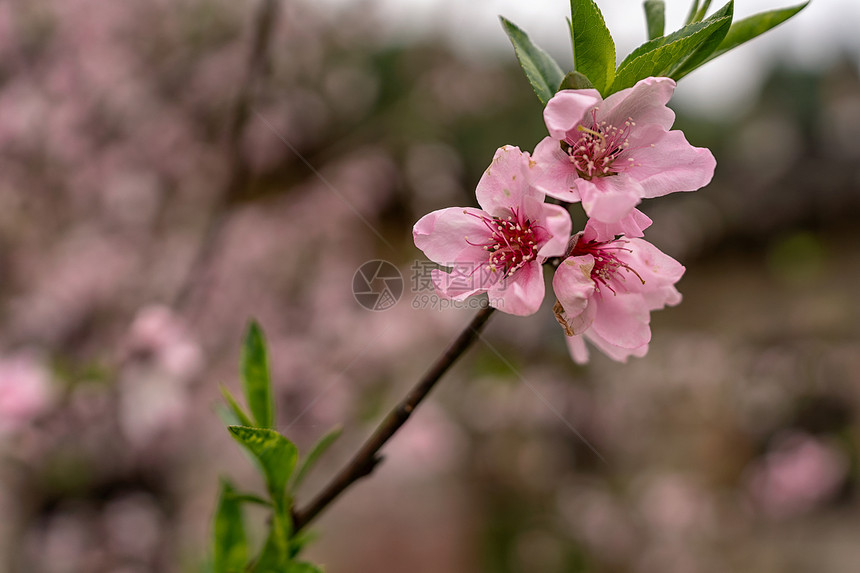 春天古村落盛开的桃花图片