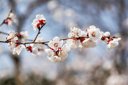 春天盛开的梅花图片