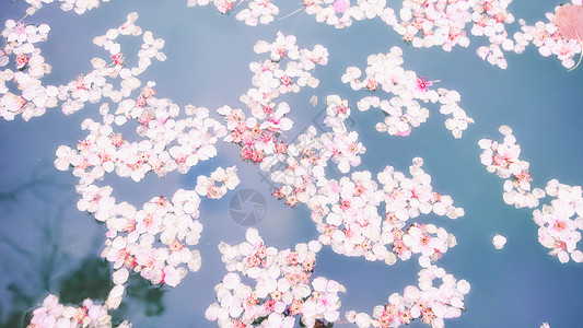 唯美樱花5A景区樱花雨高清图片