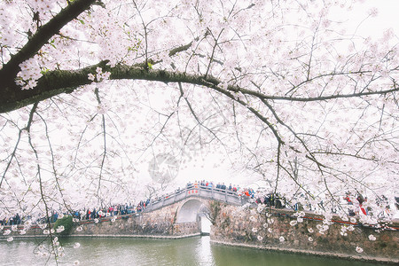 长春公园唯美樱花背景