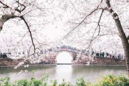 长春公园唯美樱花背景