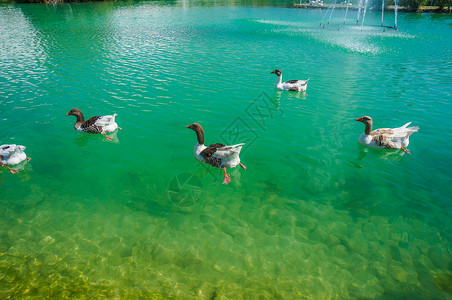 萌鸭土耳其棉花堡池塘的鸭子背景