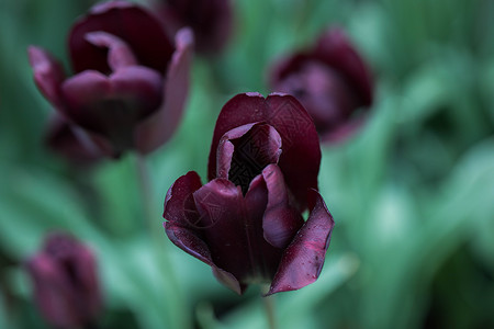 紫色郁金香背景图片