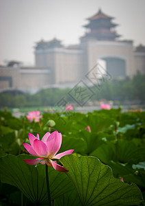 北京西站夏日莲花池荷花盛放背景