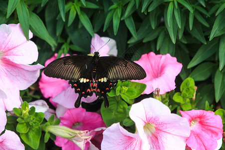 黑蝴蝶背景图片