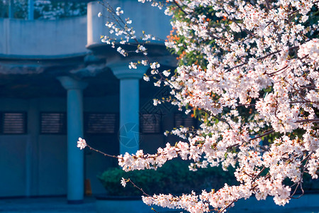 花期小区花园里的樱花树背景