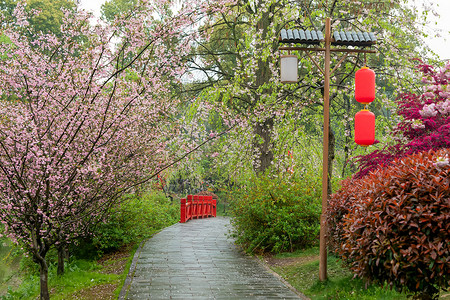 日式樱花灯笼洒满樱花花瓣的樱花道路背景