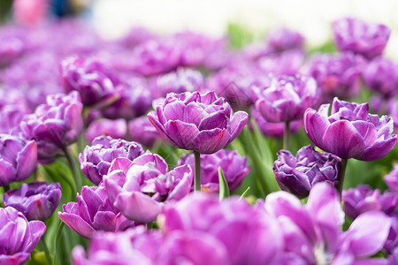 紫色郁金香灵石公园灵石高清图片