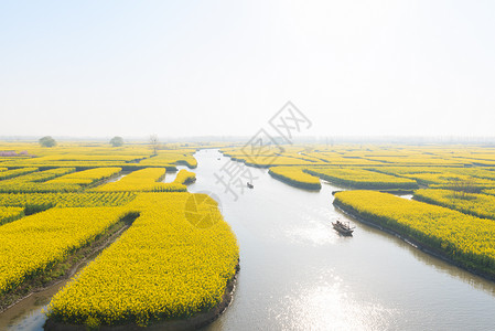 江苏兴化水上油菜花高清图片