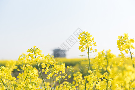 泰州油菜花背景