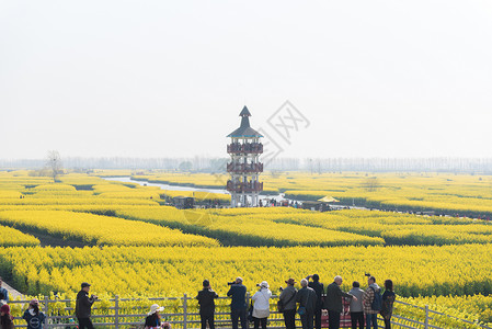 江苏兴化水上油菜花高清图片