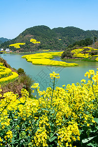 万亩油菜花开背景