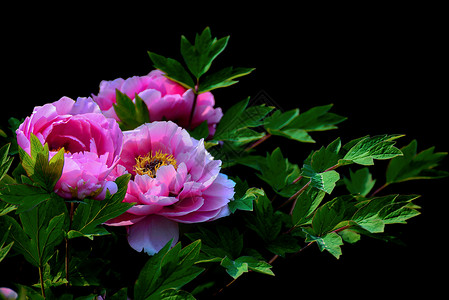 花开富贵四条屏紫红色牡丹花背景