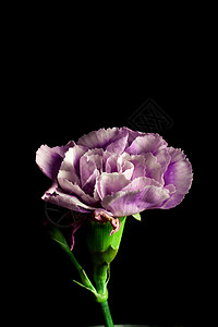 紫色康乃馨手机壁纸图片