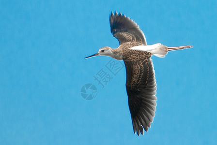黑翅长腿鹬蓝色的长腿高清图片