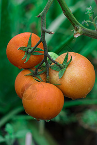 新鲜番茄树露珠树番茄高清图片