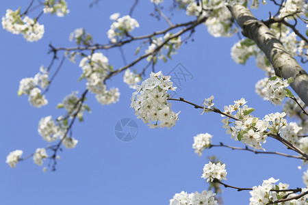 梨花背景图片