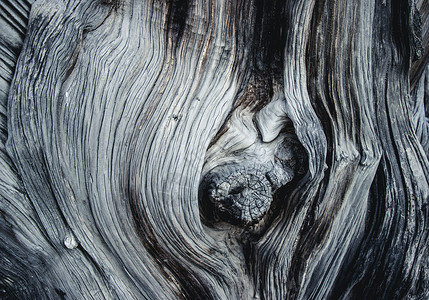 木材质树木纹理背景