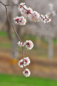 杏花花瓣杏花背景