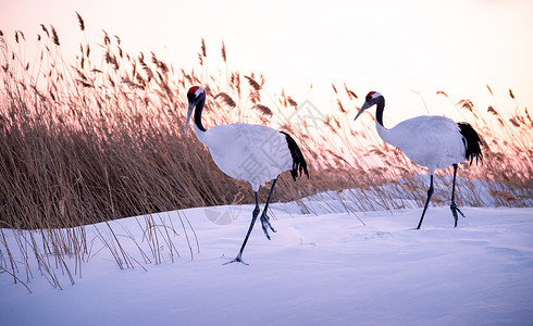 日落雪景雪地上的丹顶鹤背景