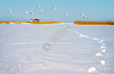 雪地上的丹顶鹤图片