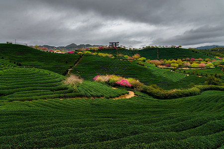 龙岩茶园春色图片