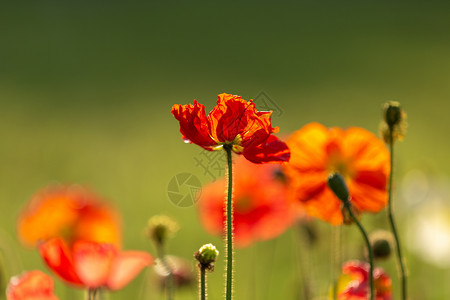 夏日光影植物花朵特写图片