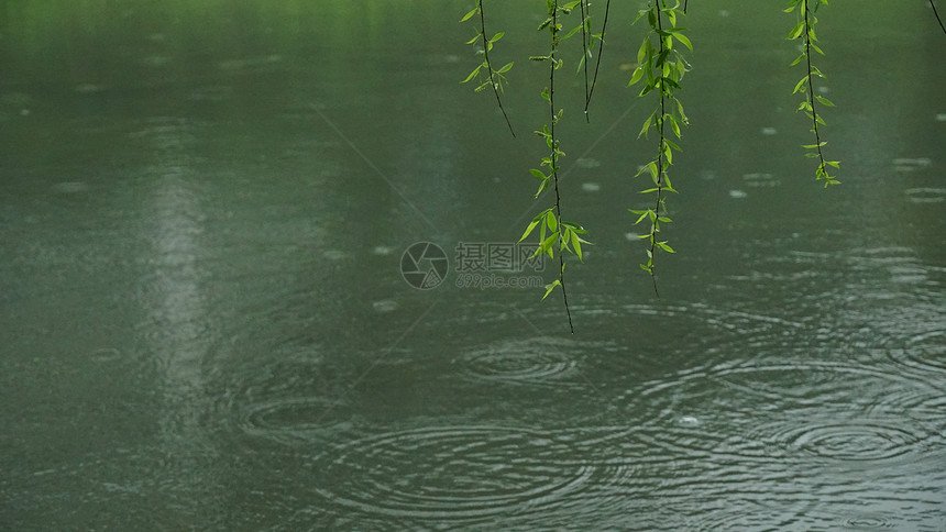 春雨杨柳漫挂图图片