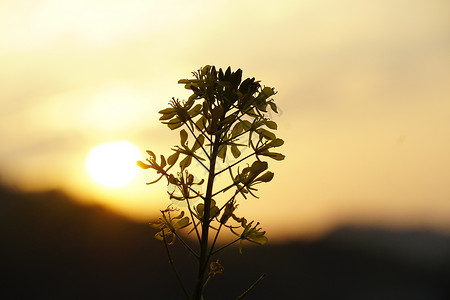 夕阳下单株油菜花图片