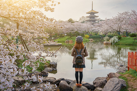 清晨欣赏樱花园美丽风景的女生背景图片