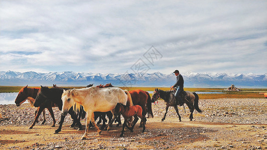 赛里木湖放牧的马高清图片