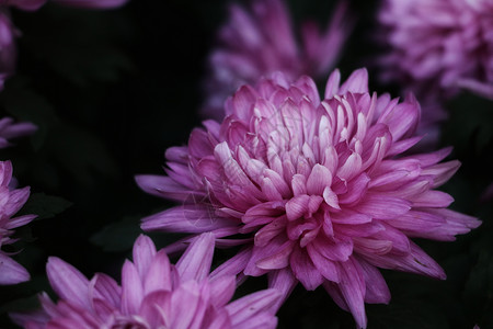 紫菊花背景