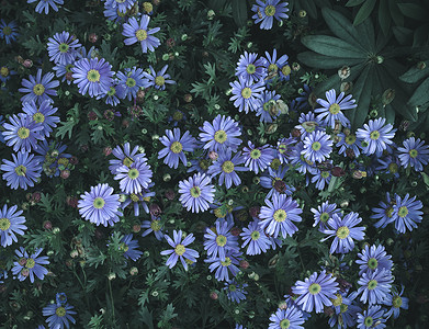 紫色小野菊背景图片