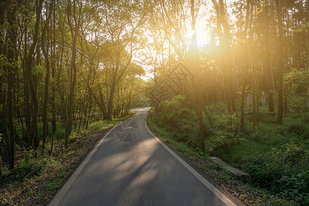 森林小道油画傍晚的阳光撒过户外森林小路背景