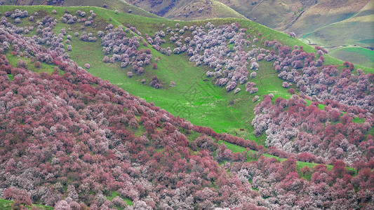 粉红色嚏根草新疆伊犁吐尔根杏花谷背景