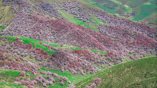 伊犁那拉提新疆伊犁吐尔根杏花谷背景
