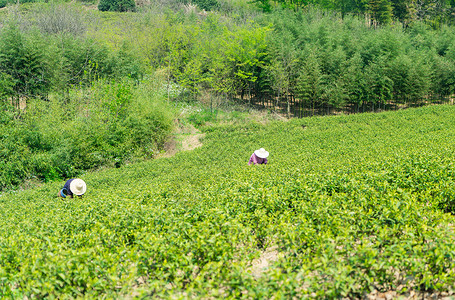 春天山坡上茶田里正在采茶的茶农图片
