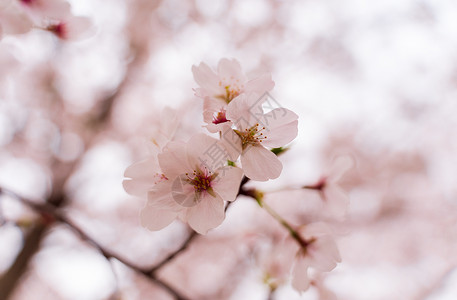春天粉色樱花特写背景图片