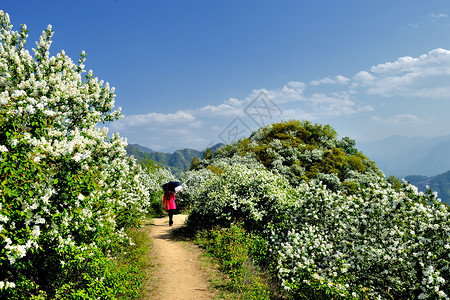 红色山梅自然风光背景