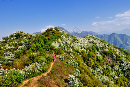 白鹃梅自然风光背景