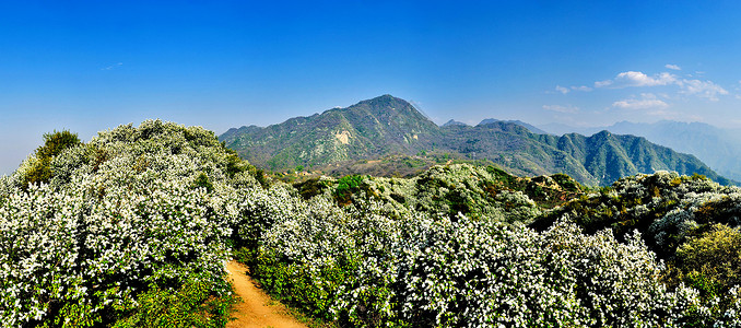 白鹃梅自然风光背景