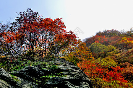 山秋景金龙峡秋景风光背景