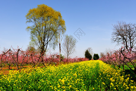 油菜花背景图片